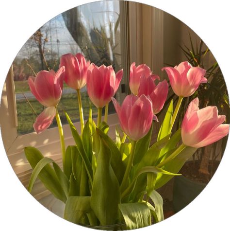 Tulips Pfp, Dp Ideas Aesthetic, Aesthetic Pics For Dp, Tulip Flower Pictures, Beautiful Bedroom Decor, Cute Laptop Wallpaper, Cute Images For Dp, Nothing But Flowers, Inspiring Things