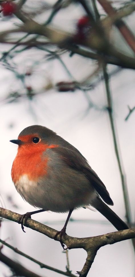 Cute Robin Drawing, Robin Reference, Robin Bird Drawing, Eagle Huntress, Birds Robin, Robin Bird Tattoos, Robin Drawing, Red Robin Bird, Robin Photography