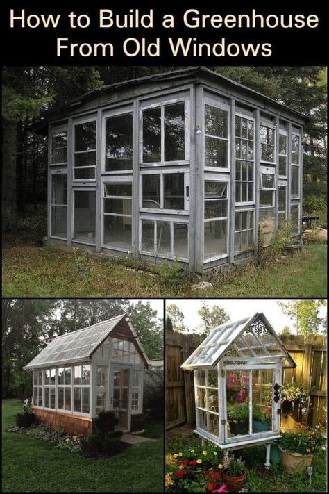 Glasshouse From Old Windows, Diy Greenhouse Out Of Windows, Greenhouse From Windows Diy, Diy Greenhouse Windows Building, Build Greenhouse From Old Windows, Window Shed Ideas, House Made Of Windows, Window Greenhouse Diy How To Build, Backyard Greenhouse Ideas How To Build