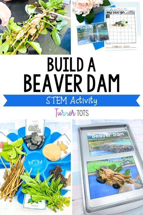 Wetlands Preschool Activities, Habitat Stem Activities, Pond Stem Activities, Habitats Preschool Activities, Stem Animals Activities, Beaver Dam Stem Activity, Beaver Dam Craft, Pond Life Kindergarten Activities, Lake Animals Preschool