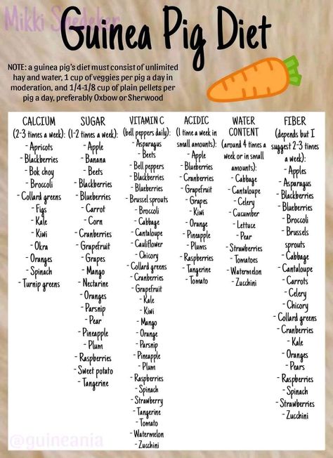 Guinea Pig Diet Chart, Guinea Pig Food Chart, Diy Guinea Pig Treats, Texel Guinea Pigs, Homemade Guinea Pig Treats, Guinea Pig Set Up, Guinea Pig Ideas, Guinea Pig Cage Ideas Diy, Guinea Pig Aesthetic