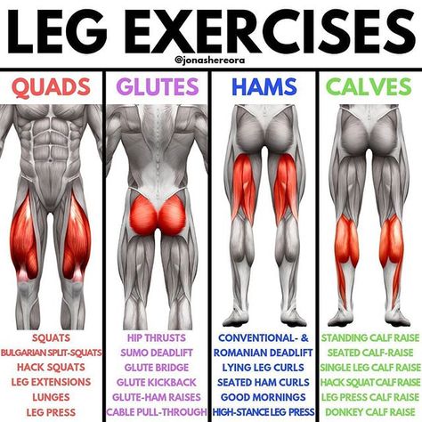 health.tips on Instagram: “🔥 Get A Bigger Butt and Legs by @jonashereora Follow:@health._tips ⠀ Most guys try to skip leg-day or get it over with as quickly as…” Leg Muscles Anatomy, Body Muscle Anatomy, Lying Leg Curls, Leg Anatomy, Quad Muscles, Leg Workout At Home, Gym Antrenmanları, Leg Training, Leg Day Workouts