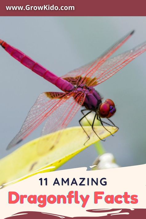 11 Interesting & fun facts about Dragonflies that will surely be going to surprise you. Dragonfly Fact- 5 is the most amazing one. Dragonfly Facts, Interesting Fun Facts, Fun Facts For Kids, Facts For Kids, Dragonflies, Facts About, Fun Facts, For Kids, Reading