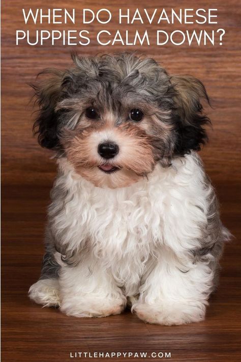 When Do Havanese Puppies Calm Down? Learn more about Havanese Dogs. We are covering everything related to Havanese dogs tips, potty training, haircuts, growth, food, barking, shedding, behaviors and pictures! Find all about dog tips and hacks, how to train them to stop barking, dog care, potty training, and other dog training. All essential tips in one place for your dog and puppies! Havanese Haircuts, Puppy Haircut, Havanese Puppy, Havanese Dog, Dog Haircuts, Potty Training Puppy, Havanese Puppies, Havanese Dogs, Dog Care Tips