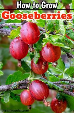 What it takes to grow this Super Fruit bush that will give you plenty of Gooseberries. #gooseberries #bush #fruit #plant #shrub #berries #perennials #compost #plantingtips #fertilize #water #garden #gardening #thisismygarden Botanical Fillers, How To Grow Gooseberries, Starting Garden, Perennial Bushes, Gooseberry Plant, Produce Farm, Planting Tomatoes, Gooseberry Bush, Fruit Growing