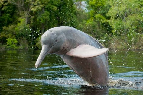 Amazon River Dolphin, River Dolphin, Skull Shape, Ocean Heart, American Animals, River Basin, Amazon River, Hijabi Aesthetic, Cardboard Art