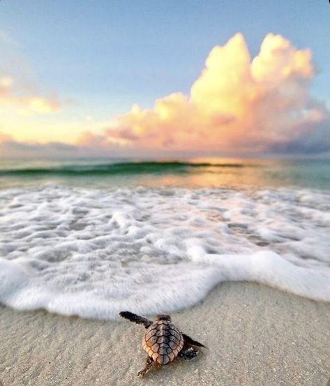 Beach Aesthetic Turtle, Turtle Pictures, Country Pictures, Sea Turtle Pictures, Season Aesthetic, Summer Wallpapers, Cute Summer Wallpapers, App Pictures, Cute Animals Puppies