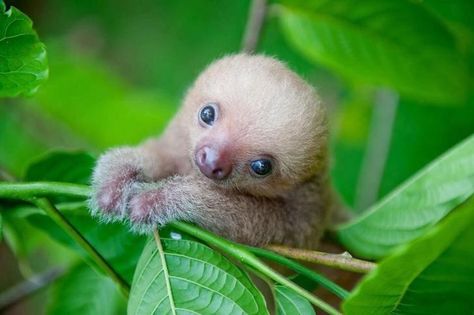 Here's Your Weekly Dose Of Cute! (#43) Sloth Pictures, Cute Sloth Pictures, Sloth Cute, Baby Sloth, Cute Sloth, Sloth, Green