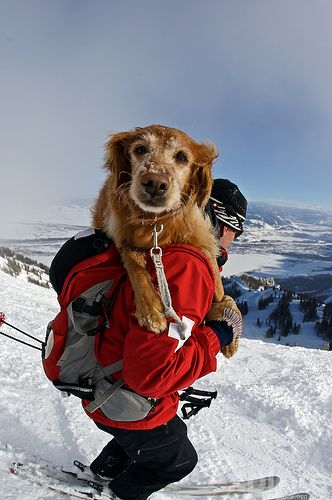 Ski Patrol, Tom Robbins, Dog Parks, Pet Resort, Photos With Dog, Winter Dog, Service Animal, Jackson Hole, Golden Retrievers