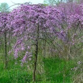 11 of the Best "Dwarf Trees" That Make a Beautiful Centerpiece for Even the Smallest of Yards - NewsBreak Korean Lilac Tree, Mexican Feather Grass, Hydrangea Tree, Garden Spotlights, Lilac Tree, Landscape Designers, Crabapple Tree, Seal Of Approval, Front Yards