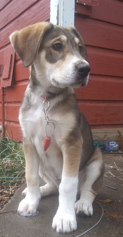 Husky Lab Mix Dog, Labsky Dog, Husky Lab Mix Puppy, Baby Labrador, Cat Inspiration, Lab Mix Puppies, Dog Light, Labrador Husky, Husky Mix