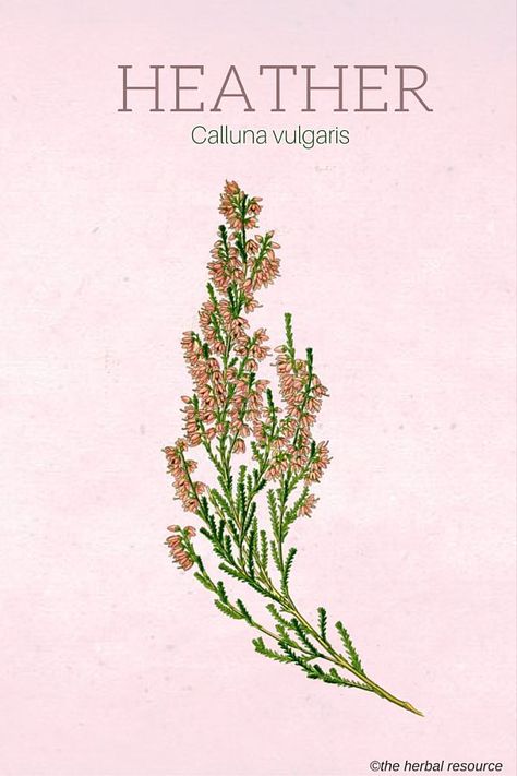 Kanarbik. Heather (Calluna vulgaris) Herb Uses, Dreams Manifest, Calluna Vulgaris, Herb Wedding, Herb Gardening, Witch Garden, Herbal Plants, Small Bees, Herbal Apothecary