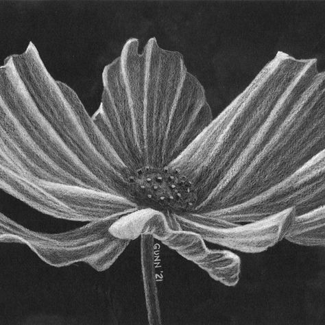 White pencil on black paper drawing of a white cosmos flower, this was part of a "black and white" art challenge on a forum I frequent. White On Black Drawing, White Pencil On Black Paper, Pencil On Black Paper, White Cosmos, Drawing Series, White Cosmo, Black Drawing, Black Paper Drawing, Observational Drawing