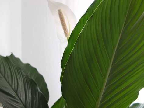 How to Grow a Peace Lily in Water Step By Step - The Healthy Houseplant Peace Lily In Water, Water Step By Step, Plants That Repel Flies, Peace Lilies, Dripping Water, Fly Repellant, Peace Lily, Rock Decor, Neem Oil