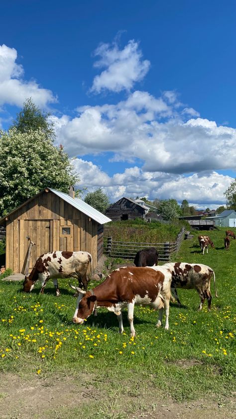 Farm Lifestyle, Future Farms, Southern Life, Life Lately, Country Scenes, Planner Templates, Rural Life, Country Farm, Cute Cows