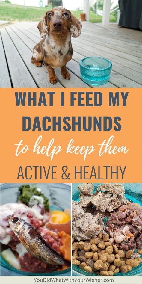 What To Feed Your Dog, What I Feed My Dog, Homemade Dog Food For Dachshunds, Freeze Dried Dog Food, Pet Nutrition, Dachshund Breed, Grain Free Dog Food, Raw Dog Food Recipes, Dog Nutrition