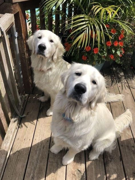 White Retriever, White Golden Retriever Puppy, English Golden Retrievers, Cat Instagram, English Cream, Dog Modeling, Golden Retriever Puppy, Dog Feeding, Dogs Golden Retriever