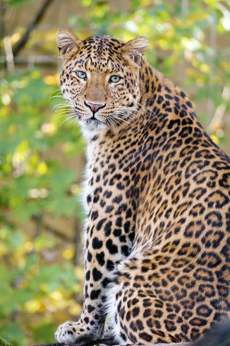 Jungle Pictures, Leopard Pictures, Jaguar Animal, Amur Leopard, Exotic Cats, Majestic Animals, Animal Sketches, Large Cats, African Animals