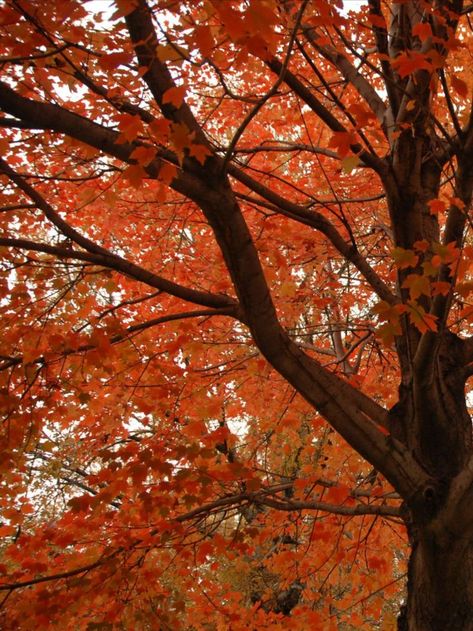 There are dozens of sugar maples—which turn a spectacular orange—throughout Central Park, and various New York City parks contain this species. Other maples are found in the Park as well, including the red maple, Norway maple, and sycamore maple. This genus of trees is known for its tasty syrup, its presence on the Canadian flag, and its beautiful autumn colors. Maple Syrup Tree, Red Maple Tree, City Parks, Fall Trees, Red Maple, Canadian Flag, Sugar Maple, Beautiful Autumn, Maple Tree