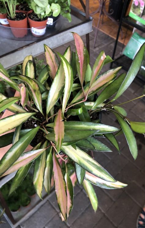 Hoya Tricolor Plant, Hoya Kentiana Variegata, Hoya Wayetii Tricolor, Hoya Wayetii Variegata, Hoya Wayetti, Hoya Collection, Indore Plants, Hoya Varieties, Hoya Wayetii