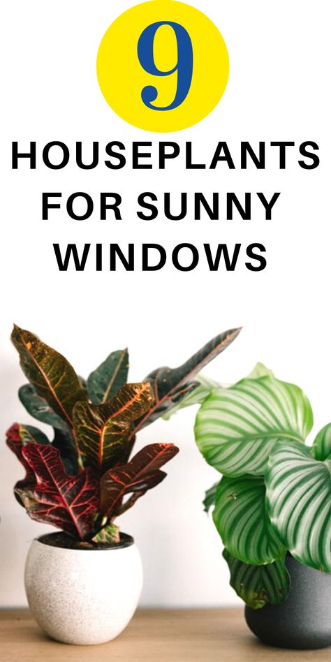 Best Plants For South Facing Window, Best Window Plants Indoor, Best Plants For Sunny Areas, Plants South Facing Window, South Window Indoor Plants, Plants For Window Sill, Plants For Sunroom, Window Sill Plants Indoor, Full Sun House Plants Indoor