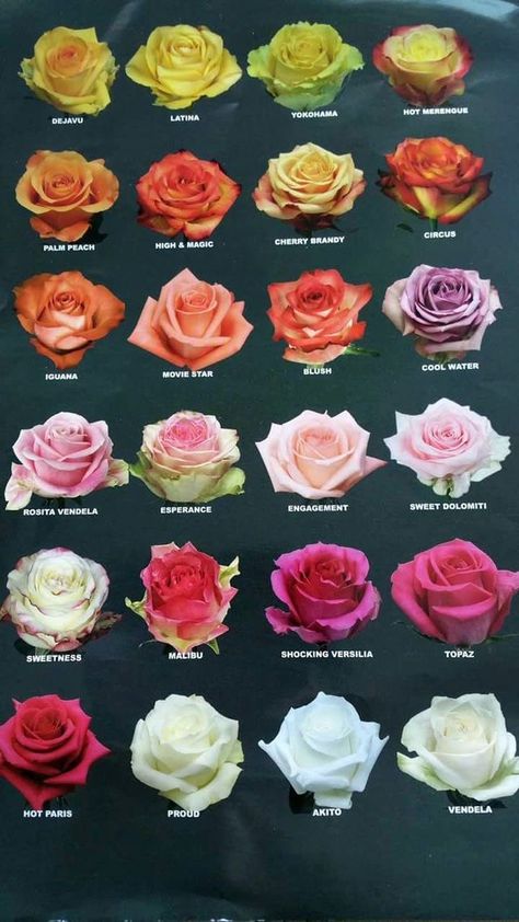 Rose Color Meanings, Flower Chart, نباتات منزلية, Rose Varieties, Desain Lanskap, Flower Guide, Types Of Roses, Flower Meanings, Flower Names