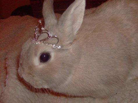 Tiara bunny by HuskyHugs on DeviantArt Tiara Butterfly, Pretty Animals, Silly Animals, Cute Little Animals, Cute Bunny, Cute Icons, Girly Things, Tiara