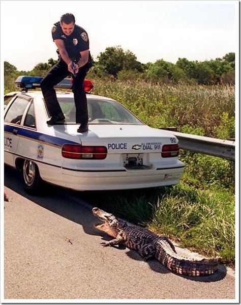 The alligator must have made a believer out of this Florida cop. Perfectly Timed Photos, Jackie Chan, Police Car, Have A Laugh, Funny Pins, Bones Funny, Police Officer, Funny Cute, Funny Photos