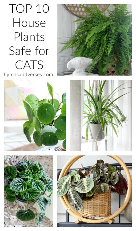 House Plants Safe For Cats, Indoor Plants Pet Friendly, Plants Safe For Cats, Cat Safe House Plants, Pet Friendly House Plants, Houseplants Safe For Cats, Safe House Plants, Cat Friendly Plants, Toxic Plants For Cats