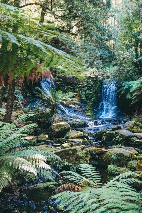 Rainforest Pictures, Amazon Forest, Amazon Travel, Amazon Rainforest, Travel Places, Green Landscape, Beautiful Sights, Famous Landmarks, Green Trees