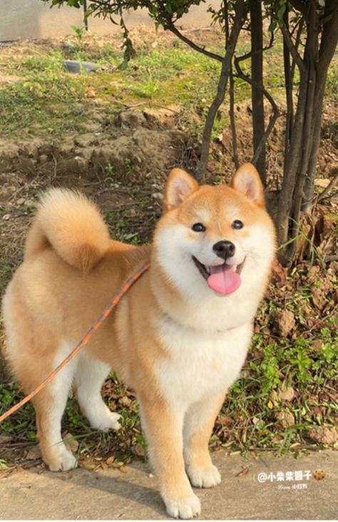 Japanese Dog Breeds, Pitbull Pictures, Japanese Dogs, Shiba Inu Puppy, Shiba Inu Dog, Loyal Dogs, Puppies And Kitties, Pet Bunny, Silly Animals