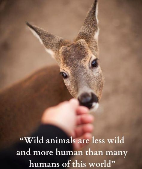 Wildlife Quotes, Animal Rights Quotes, Camp Quotes, Animal Lover Quotes, Beautiful Thoughts, Vegan Quotes, Dangerous Animals, Animals Friendship, Love Animals