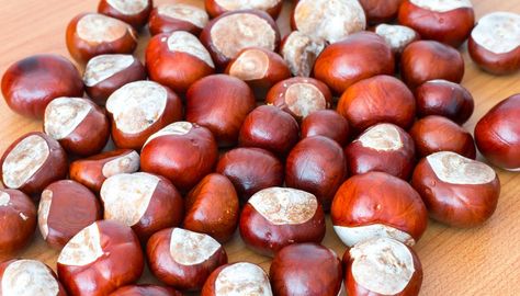 Horse Chestnut Leaves, Buckeye Leaf, Buckeye Tree, Buckeye Nut, Buck Eyes, Horse Chestnut Trees, State Of Ohio, Early Spring Flowers, Horse Chestnut