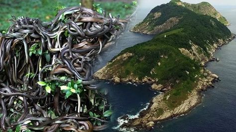 Snake Island, Brazil Snake Island, Creepy Places, Book Aesthetics, 16 9, Brazil, Quick Saves