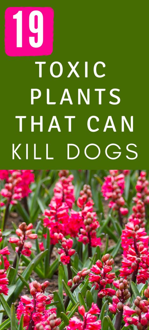 These plants are poisonous to dogs and they may be in your garden, yard, or indoor. Plants That Are Poisonous To Dogs, Poisonous Plants For Dogs, Poison Plants For Dogs, Plants Poisonous To Dogs, Plants Toxic To Dogs, Dog Safe Plants, Indoor Vines, Peace Lillies, Toxic Plants