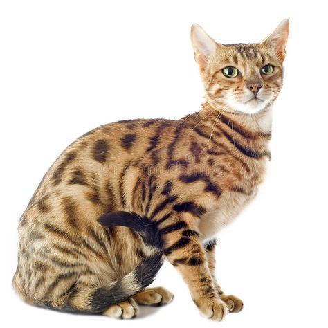 Photo about Portrait of a purebred bengal cat on a white background. Image of white, cute, leopard - 26494413 Black Bengal Cat, Silver Bengal Cat, White Bengal Cat, Gato Bengali, Purebred Cats, Cat Whisperer, F2 Savannah Cat, Bengal Kitten, Cat Reference