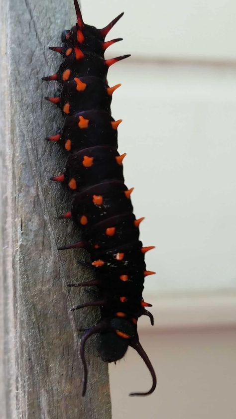 38 Orange and Black Caterpillars (Pictures And Identification) Eastern Tent Caterpillar, Caterpillar Pictures, Black Caterpillar, Fuzzy Caterpillar, Tent Caterpillars, Chinese Water Dragon, Whites Tree Frog, Blue Tongue Skink, Red Color Combinations