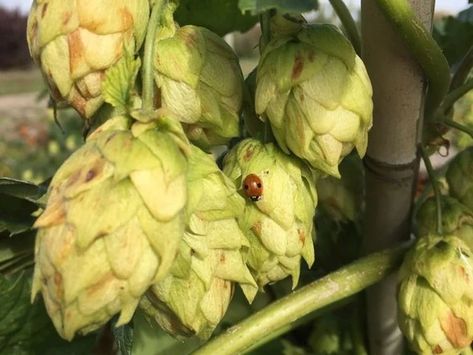 Gardening: Growing hops not just for beer lovers | The Star Phoenix Growing Hops, Hops Plant, University Of Saskatchewan, Tall Plants, How To Make Beer, Climbing Plants, Beer Lovers, How To Level Ground, Horticulture