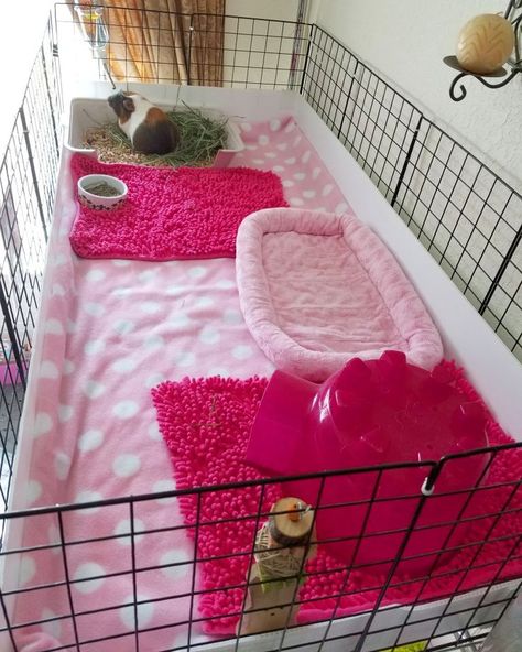 Geunia Pigs Cages Diy, Pink Guinea Pig Cage, Small Guinea Pig Cage Ideas, Ginny Pig Cages Ideas, C&c Guinea Pig Cage Ideas, Guinea Pig Set Up, Indoor Guinea Pig Cage Ideas, Guinea Pig Ideas, Homemade Guinea Pig Cage