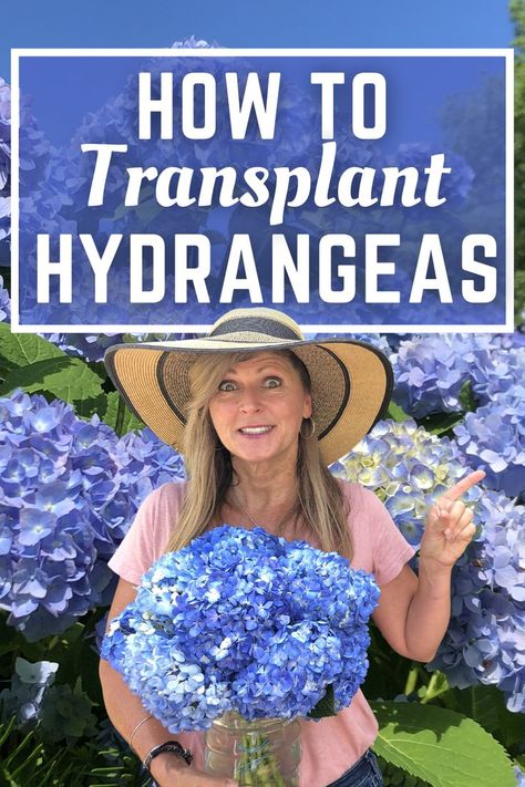 How To Transplant Hydrangeas, When To Transplant Hydrangeas, Transplanting Hydrangeas, Hydrangea Landscaping, Large Hydrangea, Smooth Hydrangea, Hydrangea Bush, Oakleaf Hydrangea, Hydrangea Care