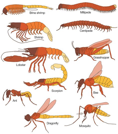 Science Learning, Animal Anatomy, Buku Skrap, Arthropods, Insect Art, Scientific Illustration, Animal Facts, Mythical Creatures Art, Prehistoric Animals