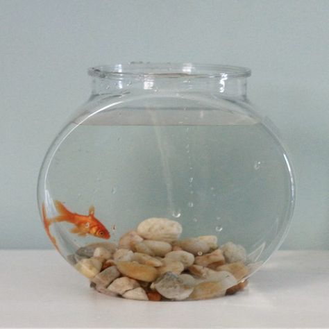 How to Care for Goldfish in a Bowl Goldfish In A Bowl, Goldfish Care, Goldfish Types, Pet Goldfish, Indoor Water Garden, Goldfish Bowl, Fish Supplies, Flower Pots Outdoor, Aquarium Design