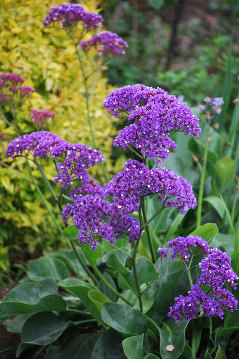 Plant Growers Australia - Limonium Perezii Blue Limonium Perezii, Limonium Flower, Sea Lavender, Tree Box, Lime Tree, Mediterranean Garden, Tall Plants, Landscaping Plants, Types Of Flowers