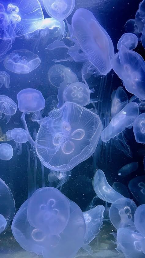 Pretty Jellyfish, Good Names, Jellyfish Pictures, Jellyfish Photography, Sea Jellies, Jellyfish Painting, Colorful Jellyfish, Whole Fish, Princess Jellyfish