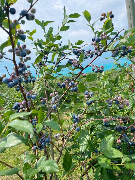 Blueberry Picking, Dream Backyard, Favorite Words, Fruit Trees, Blueberries, Feel Better, Fairy Garden, Things To Do, Fruit