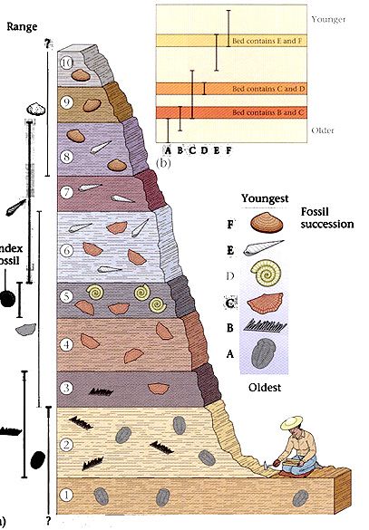 Archaeology For Kids, Geologic Time Scale, Earth Science Lessons, History Of Earth, Biology Labs, 6th Grade Science, Earth And Space Science, For Dummies, Homeschool Science