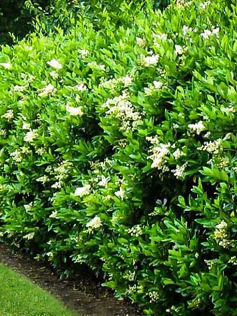 Front Garden Designs, Laurel Bush, Laurel Shrub, Privet Hedge, Small Space Ideas, Laurel Hedge, Garden Hedges, Urban Gardens, Privacy Landscaping