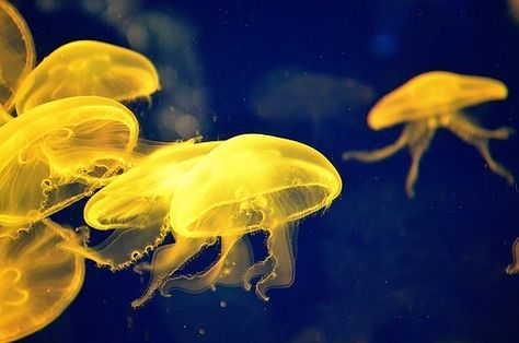 4,000+ Underwater Pictures and Images in HD - Pixabay Yellow Jellyfish, Ocean Wildlife, Poster Yellow, Underwater Animals, Nature Posters, Yellow Aesthetic, Tropical Beach, New Artists, Fashion Room