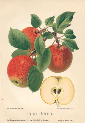 An apple a day Illustration Botanique, Botanical Illustration Vintage, Fruit Illustration, Fruit Painting, Vintage Botanical Prints, Images Vintage, Painting Vintage, Scientific Illustration, Plant Illustration