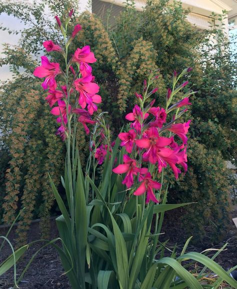 Gladiolus Varieties, Gladiolus Byzantine, Home Landscaping, Red Barn, Plant Care, Lily, Flowers, Plants